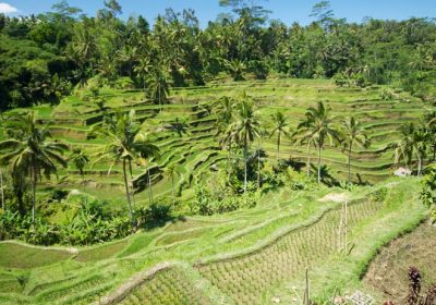 Paket Liburan 3 Hari 2 Malam di Bali ( Ubud – Kintamani – Nusa Penida – Shopping Tour )