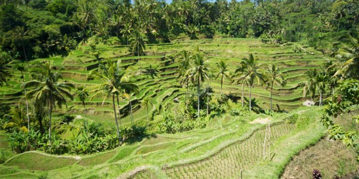 Paket Liburan 3 Hari 2 Malam di Bali ( Ubud – Kintamani – Nusa Penida – Shopping Tour )